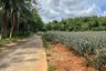 Land for sale in Tha Yu, Phang Nga
