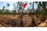 Land for sale in Na Fai, Chaiyaphum