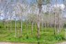 Land for sale in Lo Yung, Phang Nga