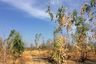 Land for sale in Na Fai, Chaiyaphum