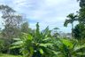 Land for sale in Patong, Phuket