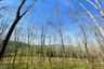 Land for Sale or Rent in Tha Yu, Phang Nga