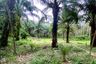 Land for sale in Talo Due Raman, Pattani