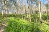 Land for sale in Choeng Thale, Phuket