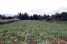 Land for sale in Sathan, Chiang Rai