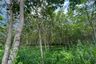 Land for sale in Khok Kloi, Phang Nga