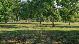 Land for sale in Huai Sak, Chiang Rai