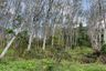Land for sale in Thep Krasatti, Phuket