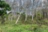 Land for sale in Thep Krasatti, Phuket