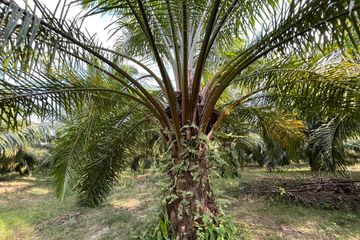 Land for sale in Kalai, Phang Nga