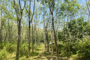 Land for sale in Pa Khlok, Phuket
