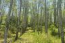 Land for sale in Pa Khlok, Phuket