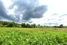 Land for sale in Thep Krasatti, Phuket
